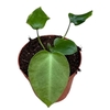 Anthurium Overig Napo