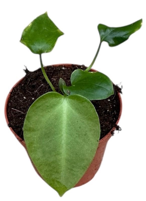 Anthurium Overig Napo