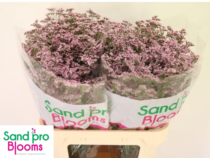 <h4>LIM SAF OSHI PINK</h4>