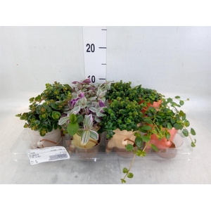 Arr.   Kamerplant Groen L%