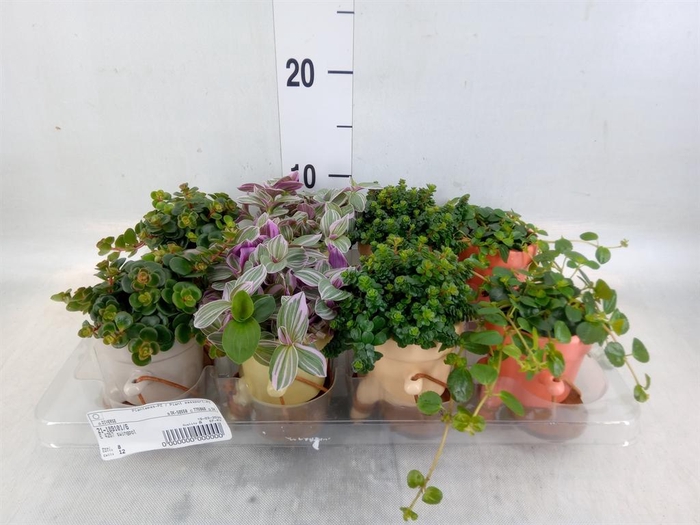 <h4>Arr. Kamerplant Groen L%</h4>