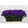 Limonium Sinuatum Navy Sun Birds