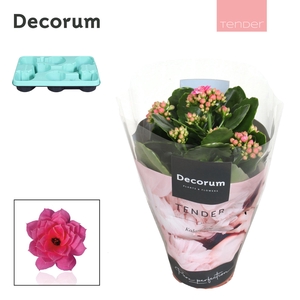 Kalanchoe Decorum TENDER- Serenity Pink