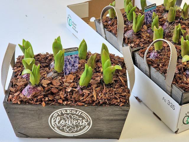 <h4>ARR HYACINTH</h4>