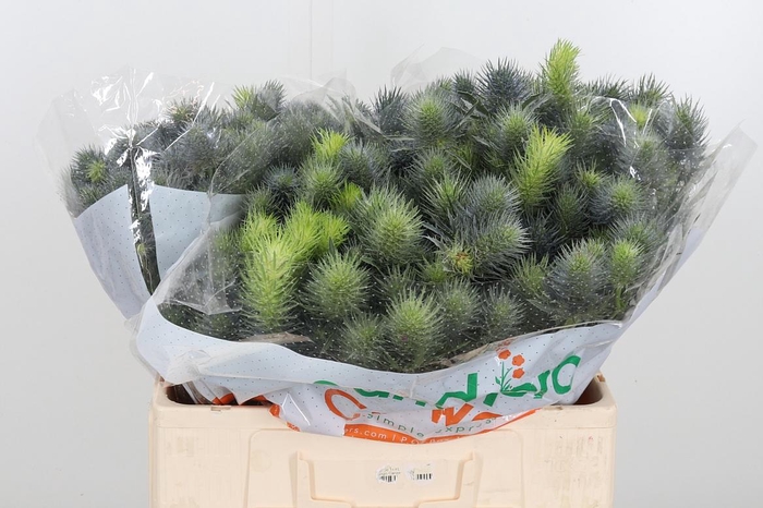 <h4>Eryn Pacifi Blue Sky</h4>