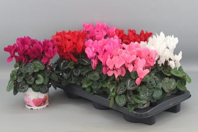 <h4>CYCL GR SUP XL</h4>