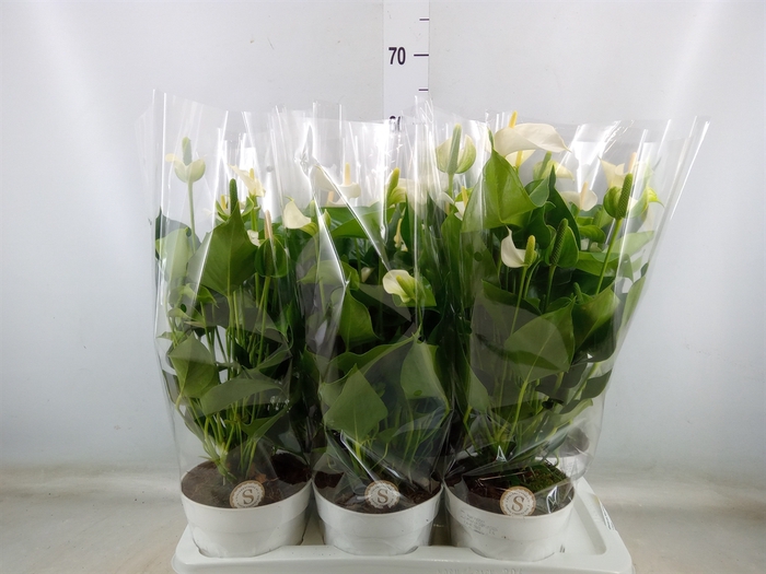 <h4>Anthurium andr. 'White Champion'</h4>