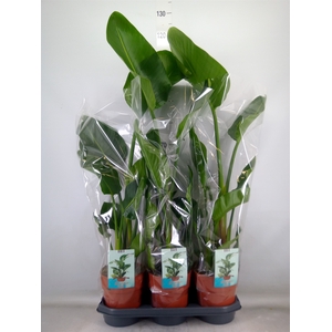 Strelitzia nicolai
