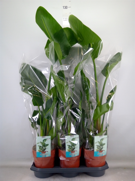 <h4>Strelitzia nicolai</h4>