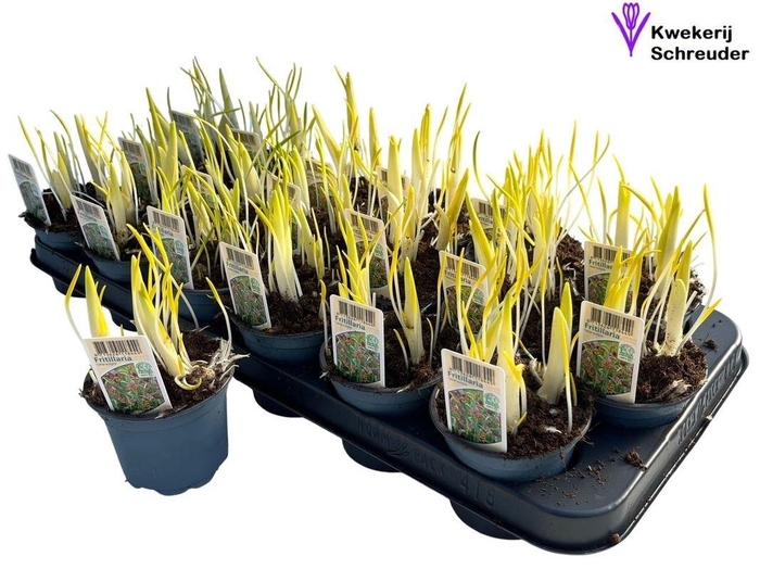 <h4>FRITILLARIA OV</h4>