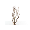 Syringa Branch Extra Quarton