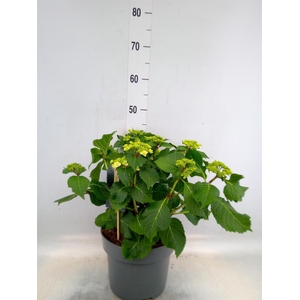 Hydrangea mac. 'Wedding Gown'