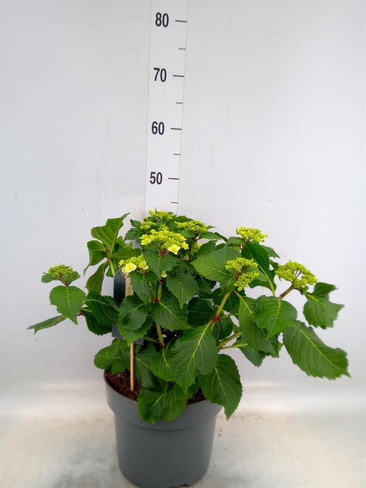<h4>Hydrangea mac. 'Wedding Gown'</h4>