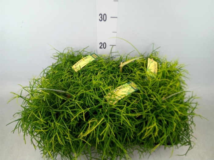 <h4>Rhipsalis baccifera 'Oasis'</h4>