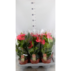 Anthurium andr. 'California'