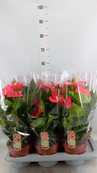 <h4>Anthurium andr. 'California'</h4>