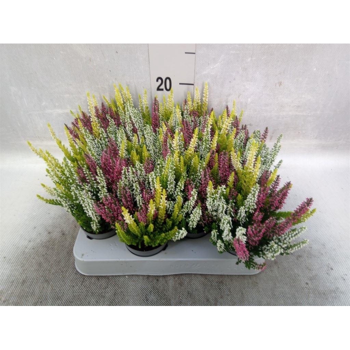<h4>Calluna vulg. 'Beauty L'  ..mix 3/p</h4>