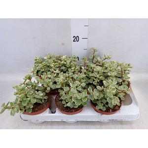 Portulacaria afra 'Variegata'