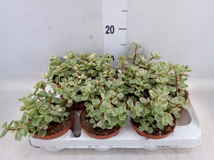 <h4>Portulacaria afra 'Variegata'</h4>