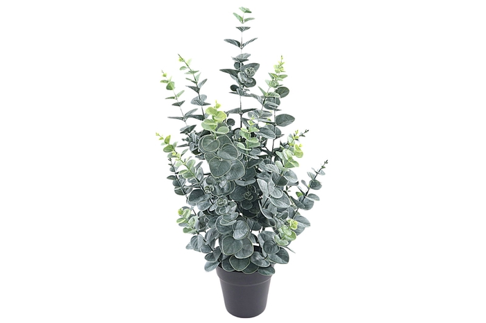 Eucalyptus Plant in Pot Green PP550012GRN