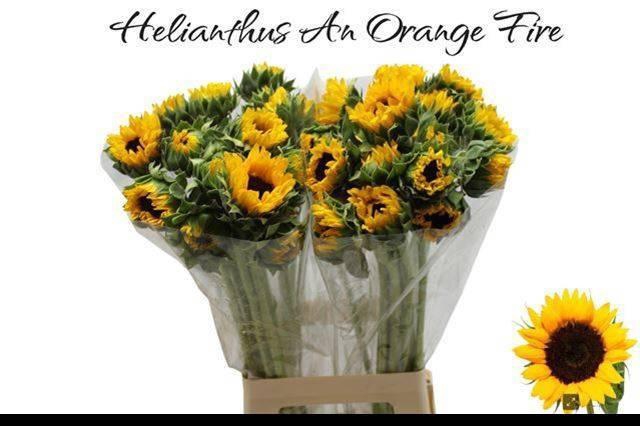 <h4>HELI ORANGE FIRE 70 CM</h4>