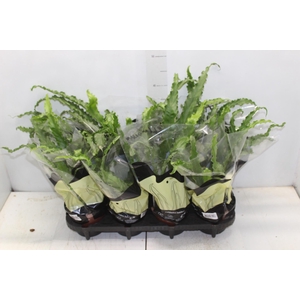 ASPLENIUM OSAKA CRESPO P14