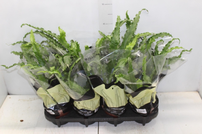<h4>ASPLENIUM OSAKA CRESPO P14</h4>