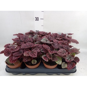 Peperomia