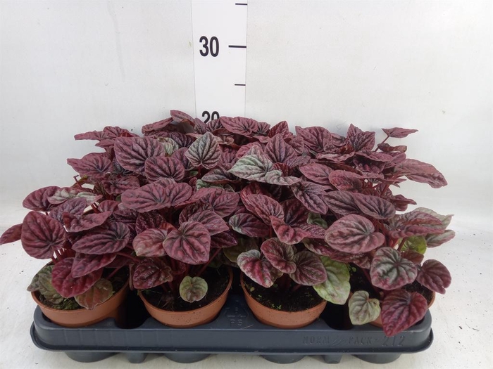 <h4>Peperomia</h4>