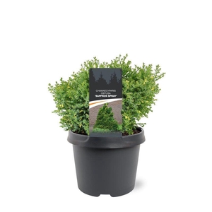 Chamaecyparis obtusa