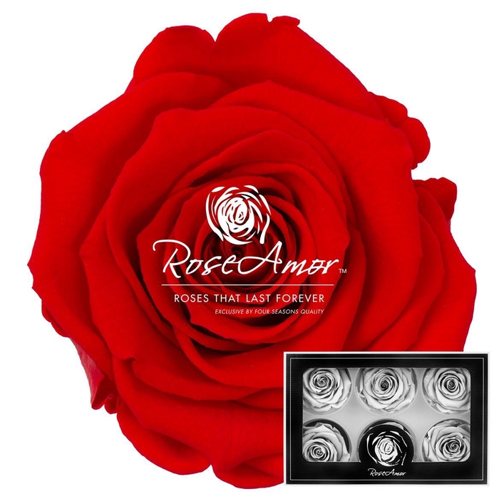 <h4>Lplus Ora03</h4>