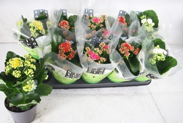 <h4>KAL GE GEM 4 KL</h4>