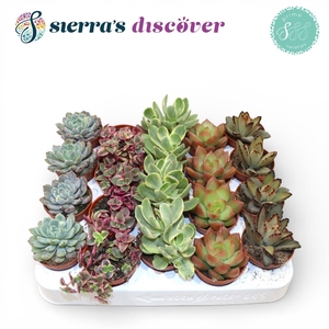 Sierra's® - Valencia Succulent Mix (Prime)