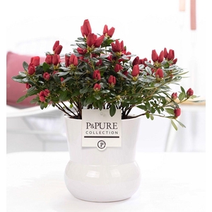 1st class Azalea red in P&PURE Plant Vase Maxima white