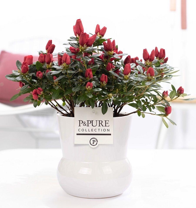 <h4>1st class Azalea red in P&PURE Plant Vase Maxima white</h4>