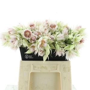 Serruria Brides White 2-3