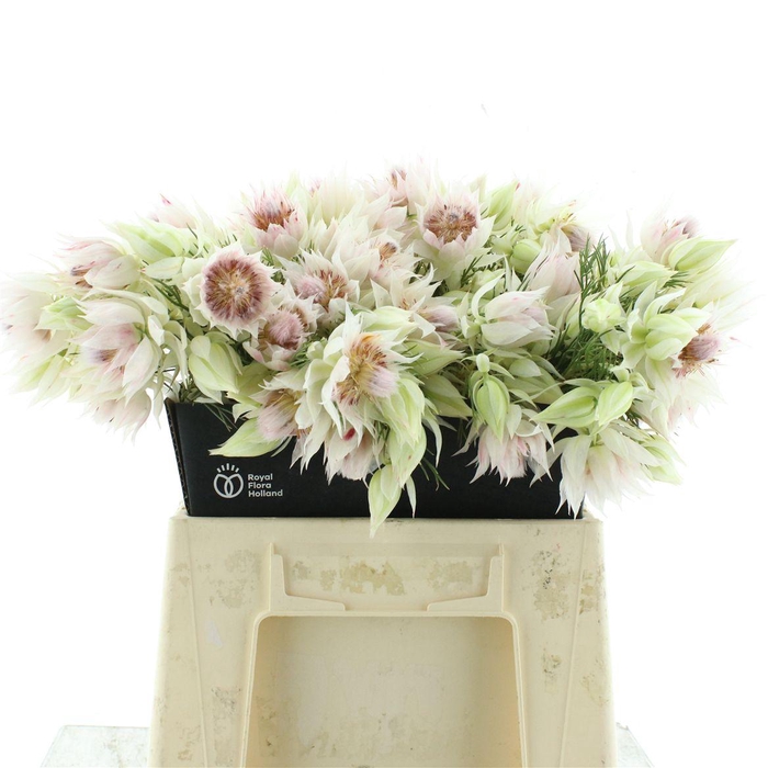 <h4>Serruria Brides White 2-3</h4>
