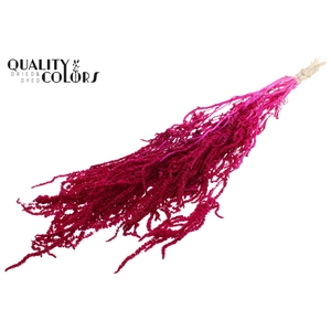 Hang Amaranthus ±70cm Preserved per bunch Bleached Lilac