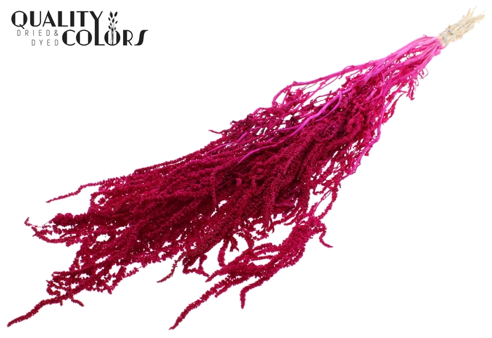 <h4>Hang Amaranthus ±70cm Preserved per bunch Bleached Lilac</h4>