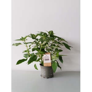 Salie ananas P12 HERBIO steker