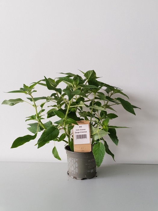 <h4>Salie ananas P12 HERBIO steker</h4>