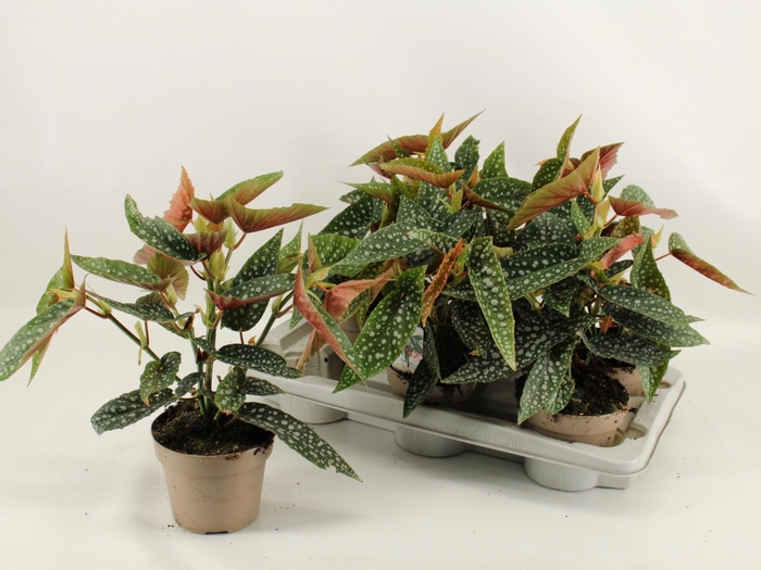 <h4>BEG MA WIGHTII</h4>