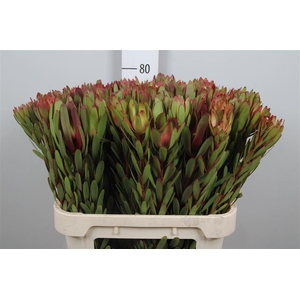 Leucadendron Safari Sunset Spray 080cm