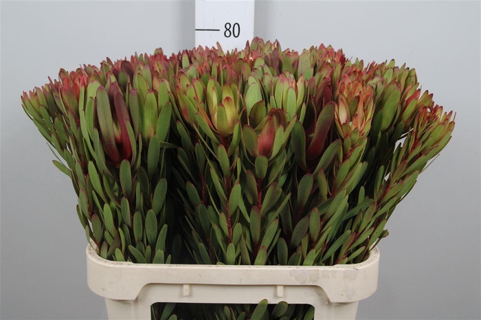 <h4>Leucadendron Safari Sunset Spray 080cm</h4>