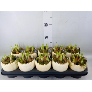 Arr.  Narcissus Tete Tete L%