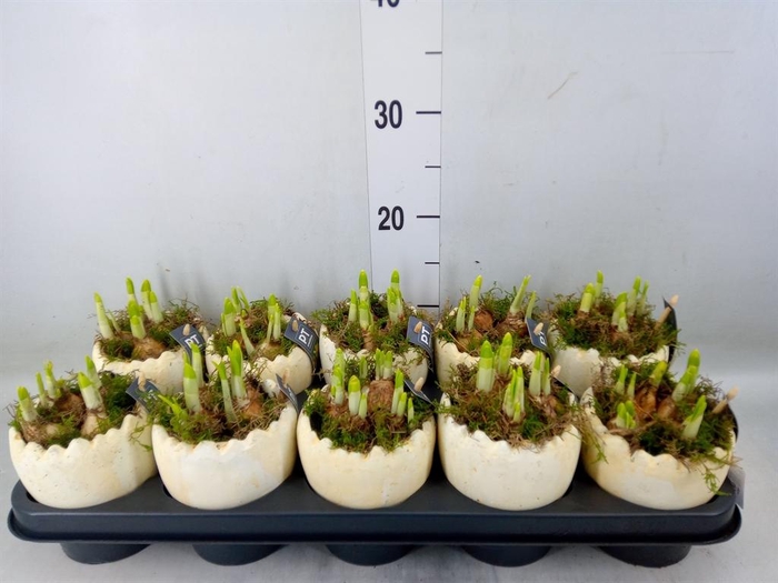 <h4>Arr.  Narcissus Tete Tete L%</h4>