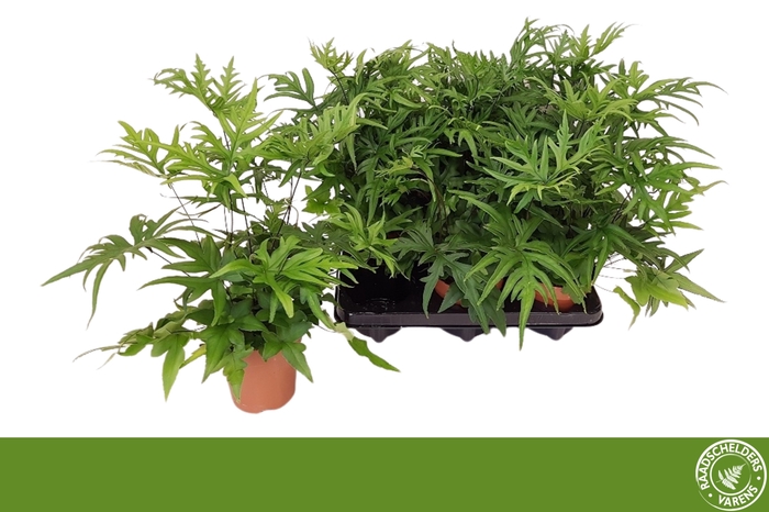 <h4>DORYOPTERIS PEDATA</h4>