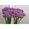 Allium Gladiator