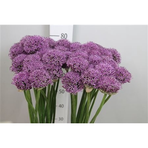 Allium Gladiator