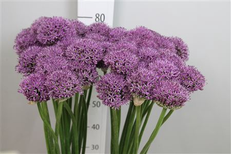 <h4>Allium Gladiator</h4>